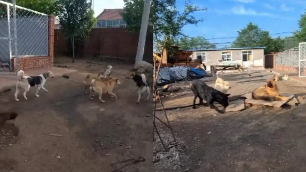 El perro que domina el caos con solo su presencia el poder del 'perro alfa' que calma peleas caninas