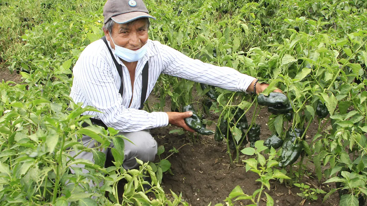 Huejotzingo, sede de productores y cocineras del chile en nogada