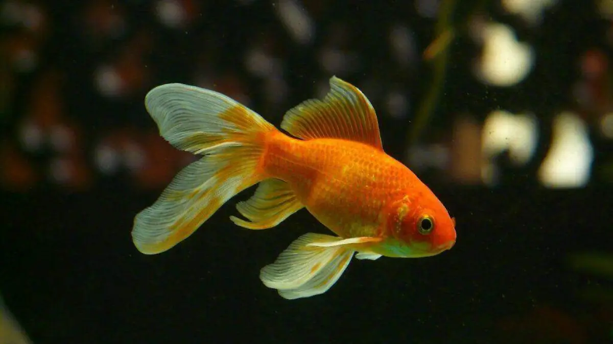 ¿Pueden los peces orientarse fuera del agua ¡Una investigación sorprendente revela que sí!
