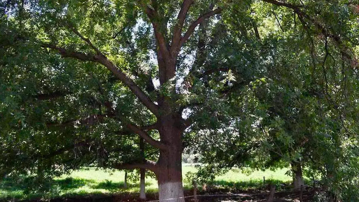 arbol caleo