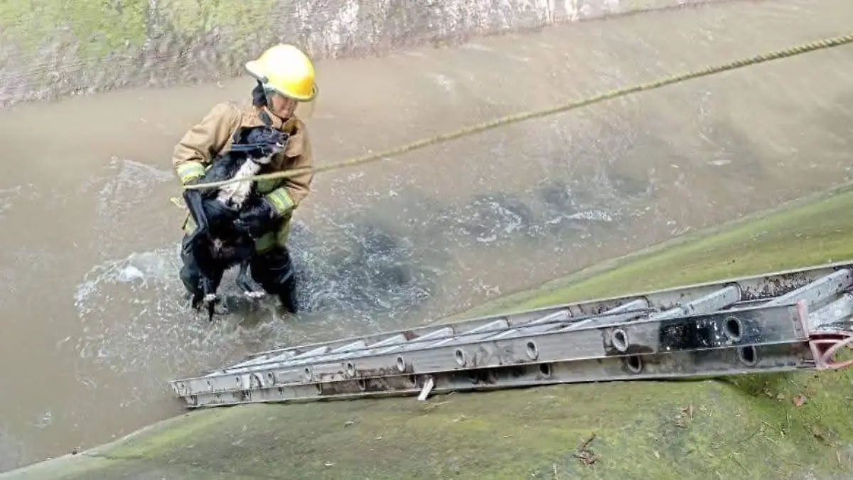 perro rescatado rabanillo