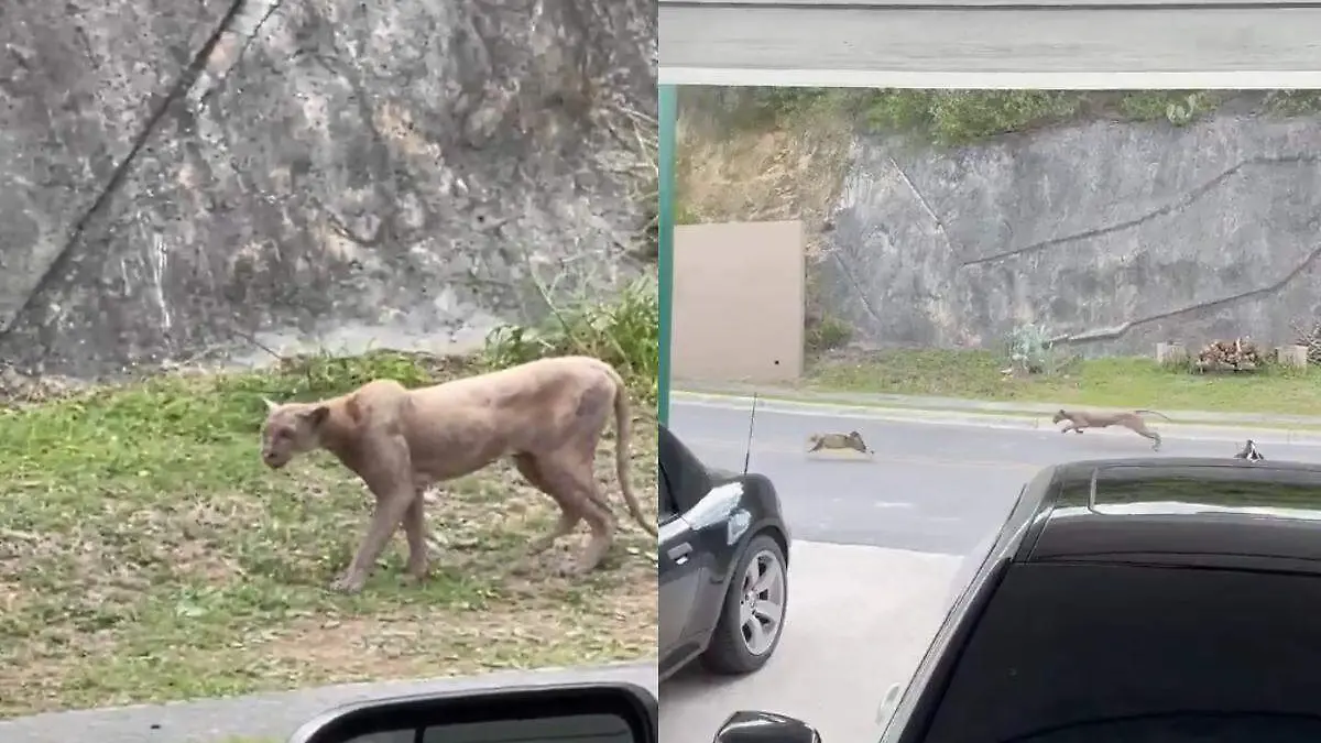 puma en monterrey