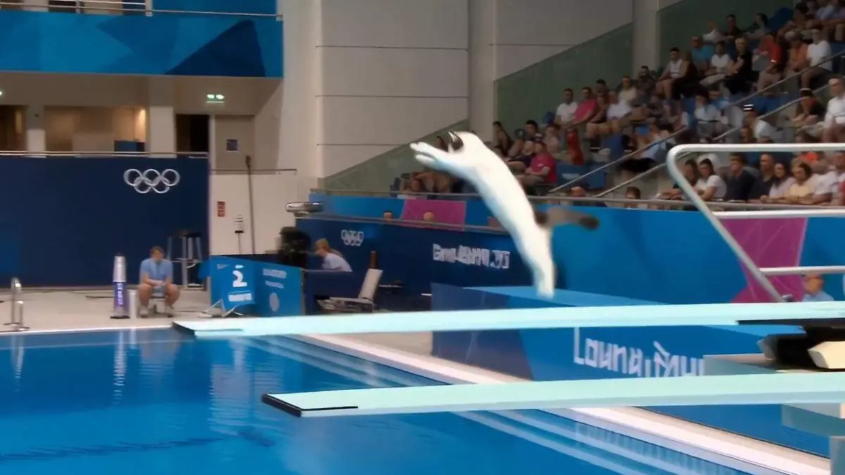gato juegos olimpicos