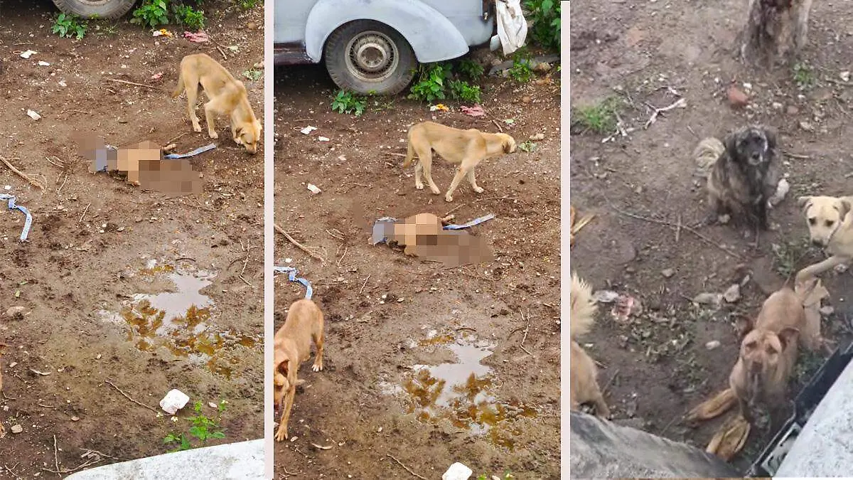 perros abandonados