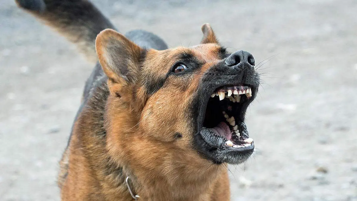 Tehuacán se ubica entre los primeros 10 municipios de Puebla con mayor número de atenciones médicas por mordeduras de perro