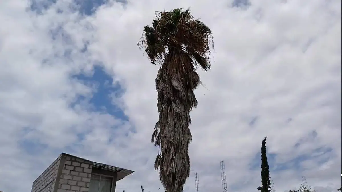 Desde hace 6 días un pequeño gato trepó a una palmera de más de 25 metros de altura ubicada en el Fraccionamiento Agua Blanca 2 en Tehuacá