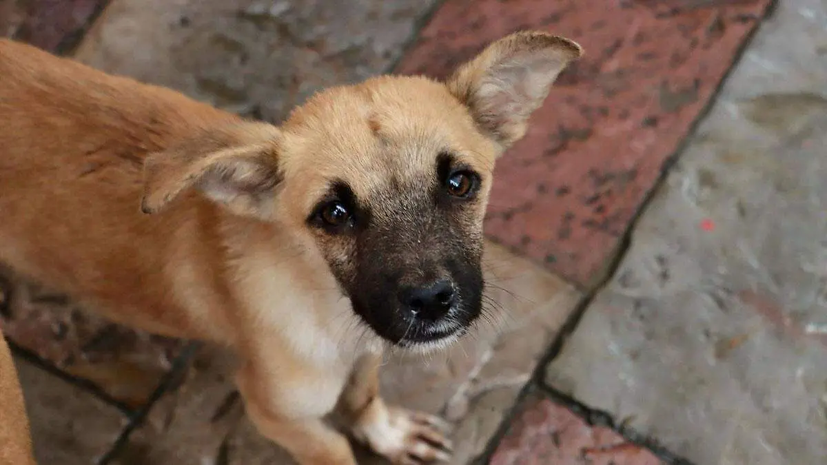 cachorro en calles de Atlixco 