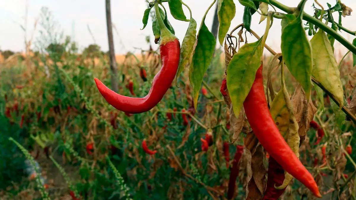 chiles