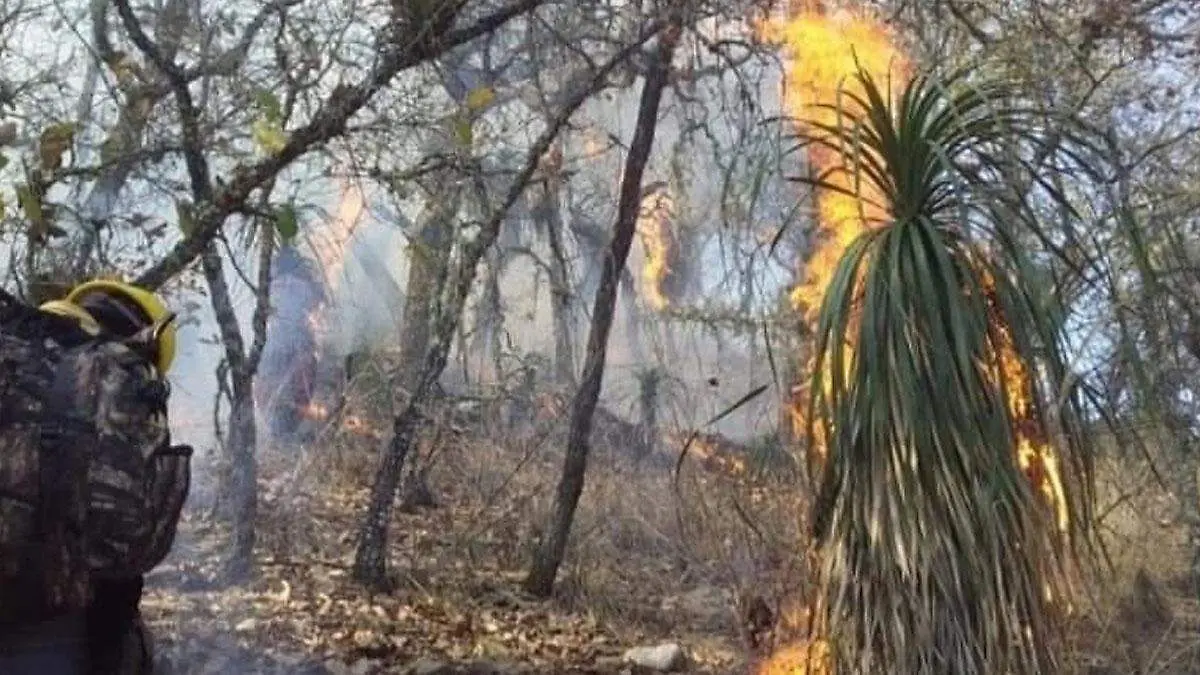 incedio forestal 