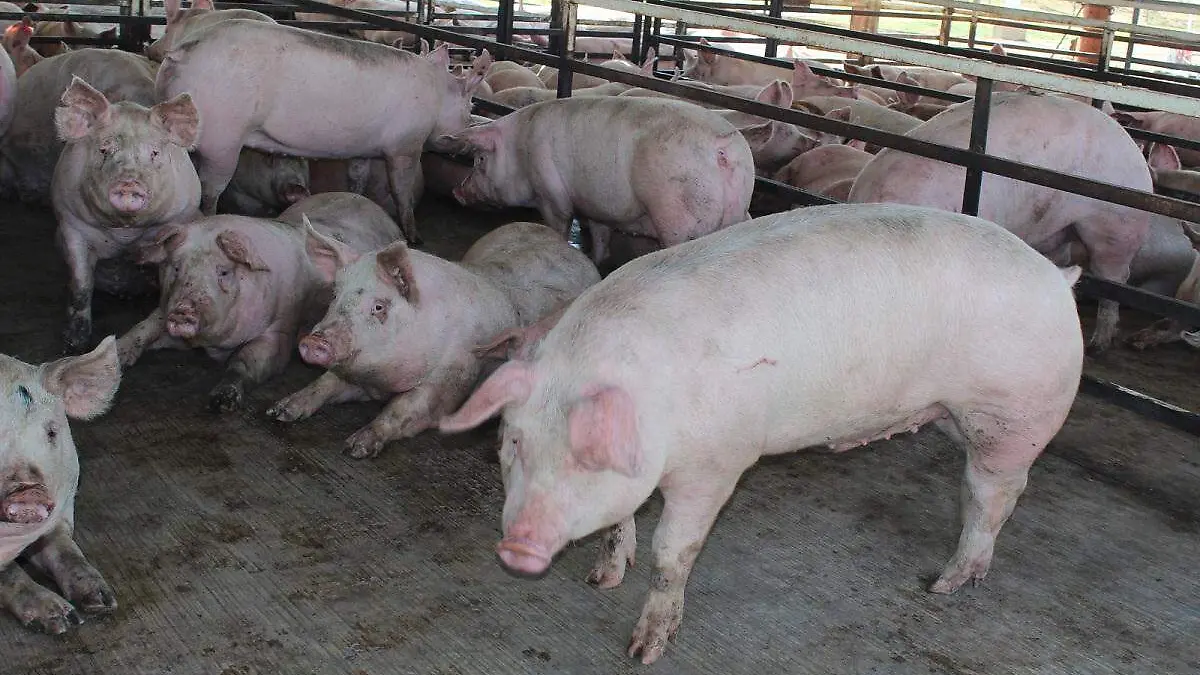 WhatsApp Image 2025-07-28 at 7.07.24 PM