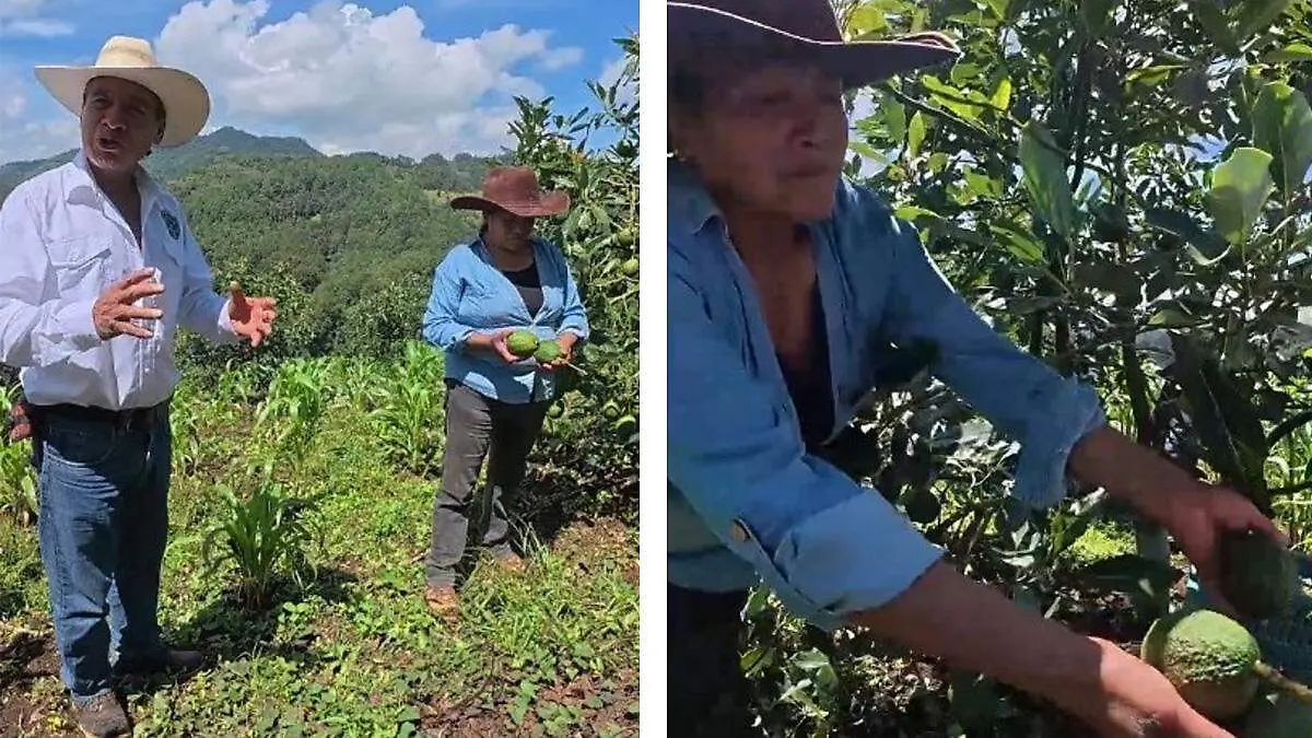 siembra campo poblano