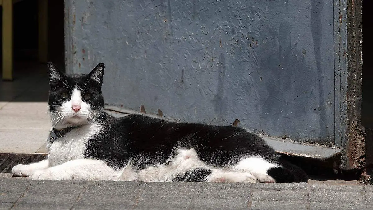 El número de gatos callejeros que ingresan a los centros de resguardo del Ayuntamiento de Puebla aumentó