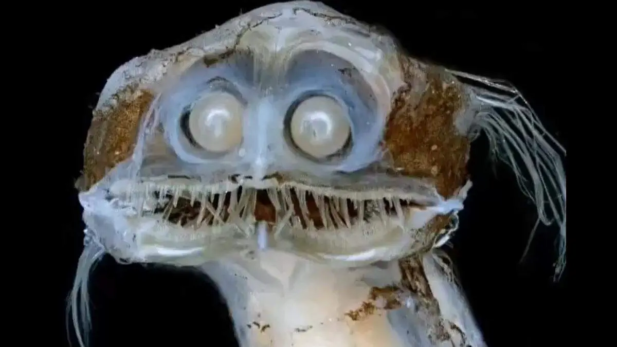 pez barril confundido como un pez telescopio