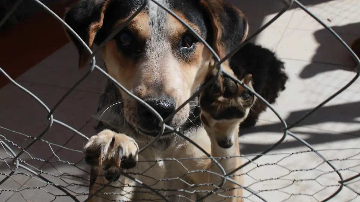 REFUGIO PERROS CIEGOS-CHIPILO JOSELB 17112023 (4)