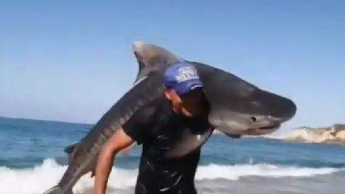 Hombre sale del mar con un tiburón en brazos y desata debate en redes sociales