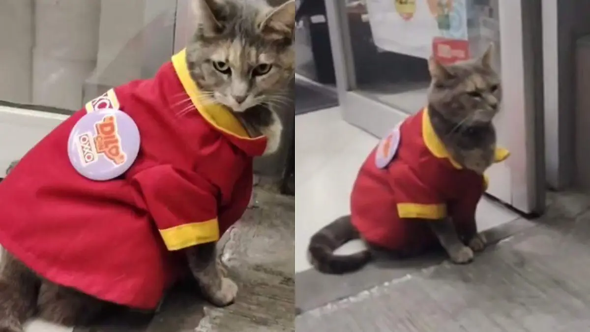 Minina, una gatita que fue adoptada por empleados de un Oxxo