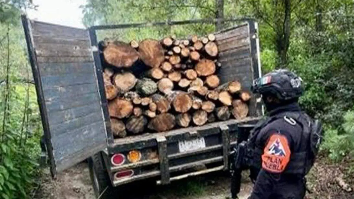 Tres hornos clandestinos presuntamente utilizados para la deshidratación de materia prima forestal en La Malinche, fueron descubiertos y asegurados