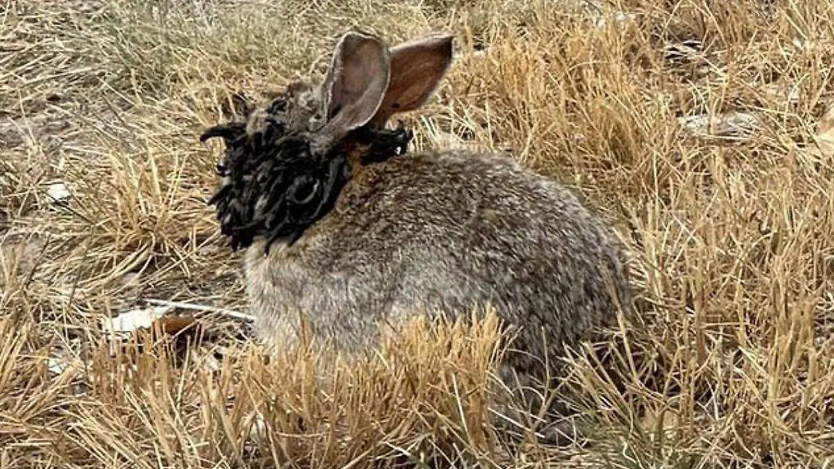 ¿Conejos mutantes en Colorado La ciencia detrás de los tentáculos que han alarmado a residentes