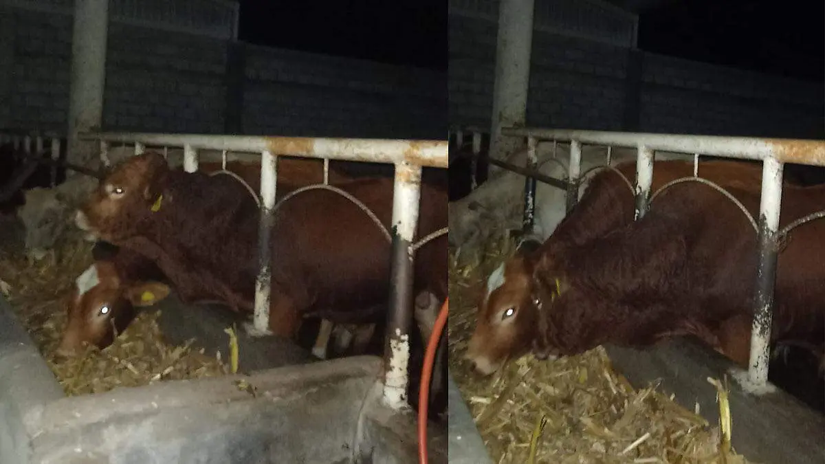 intentan robar ganado en rancho de tepeteopan 
