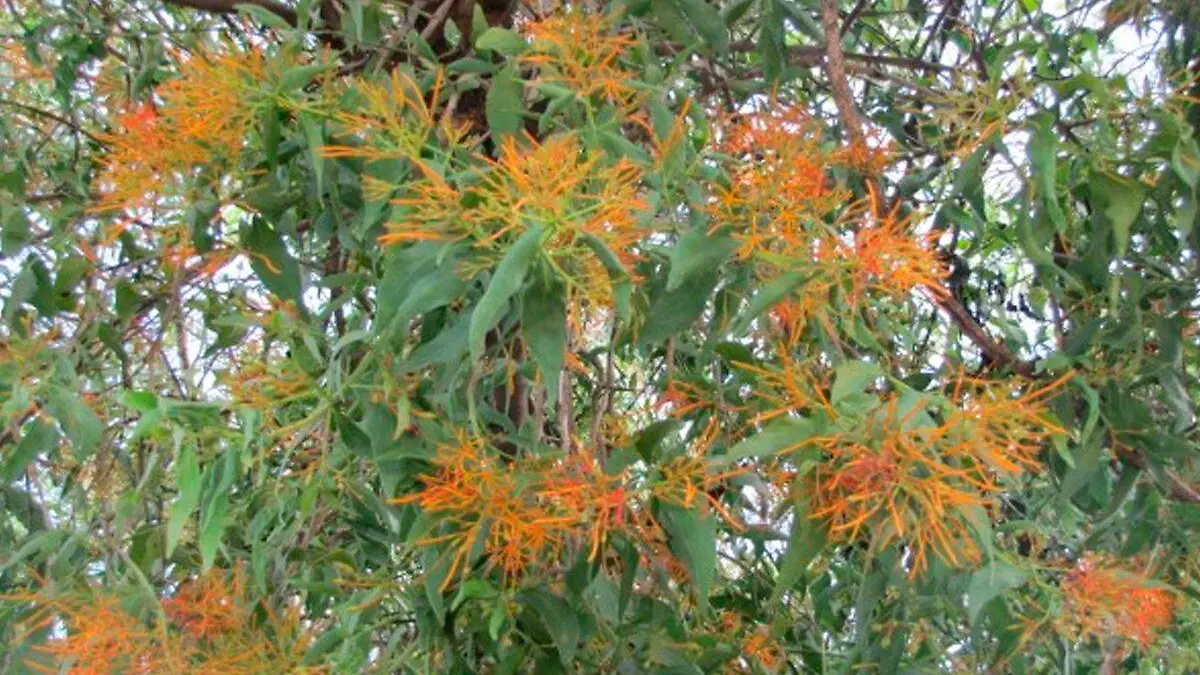 injerto de huizache