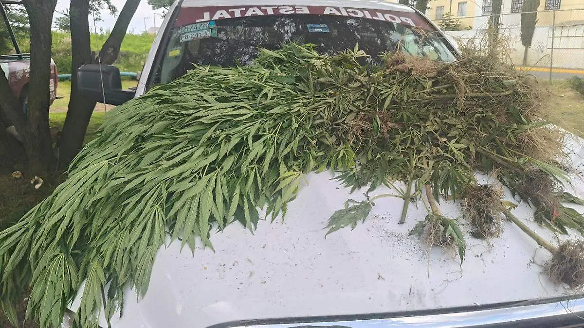 Aseguraron cuatro plantas de marihuana durante un recorrido de vigilancia en la junta auxiliar de Santa María Moyotzingo