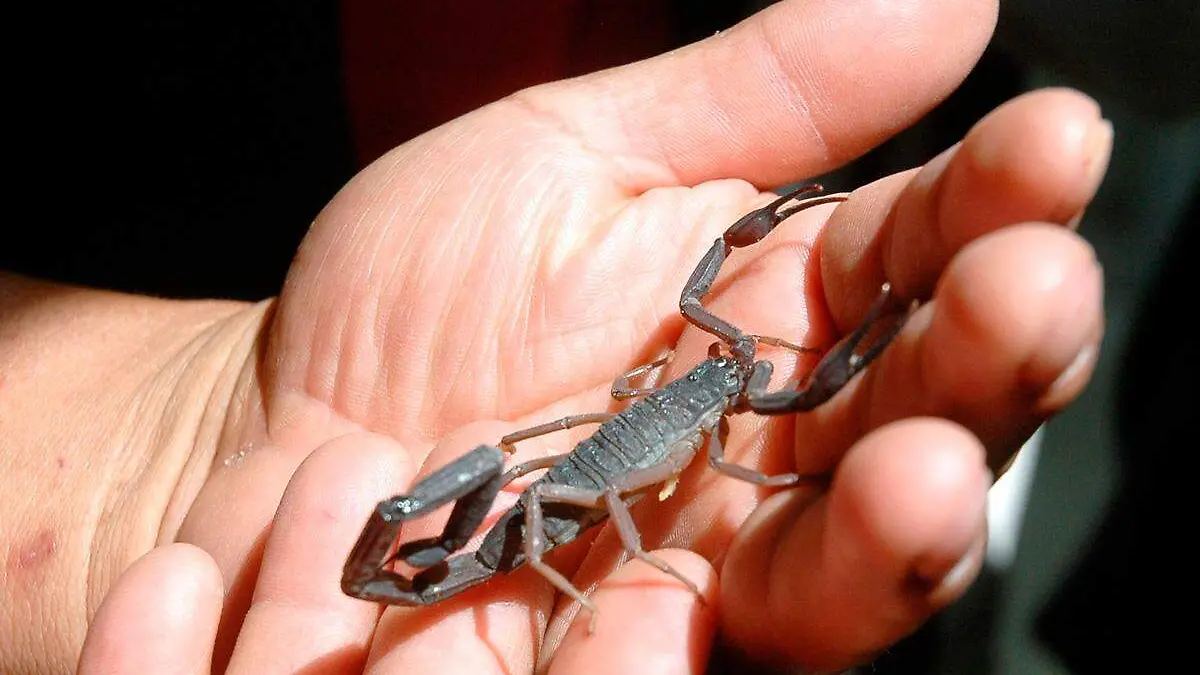 alacran en la mano de una persona