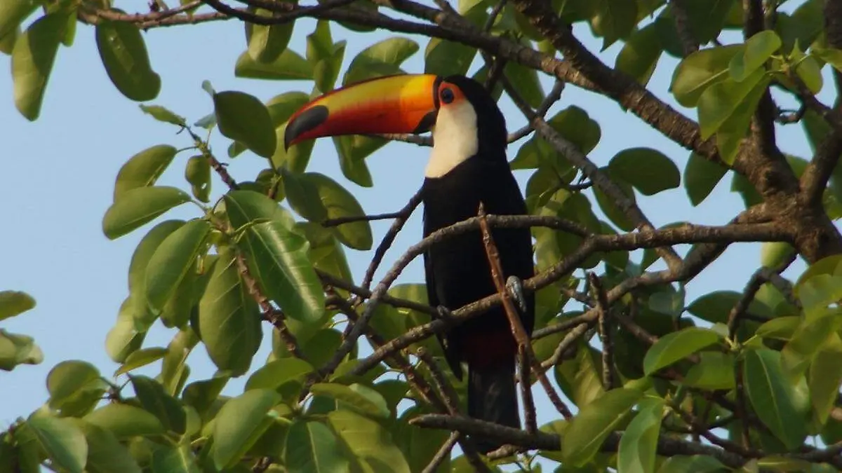 Aves tropicales, tucán posa en un arbol