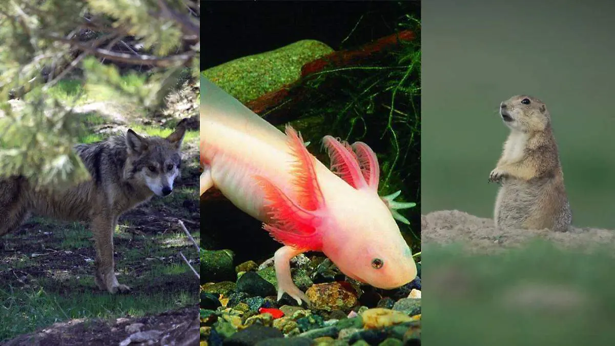 Orgullo de la Tierra Azteca Estos son los animales más mexicanos que existen