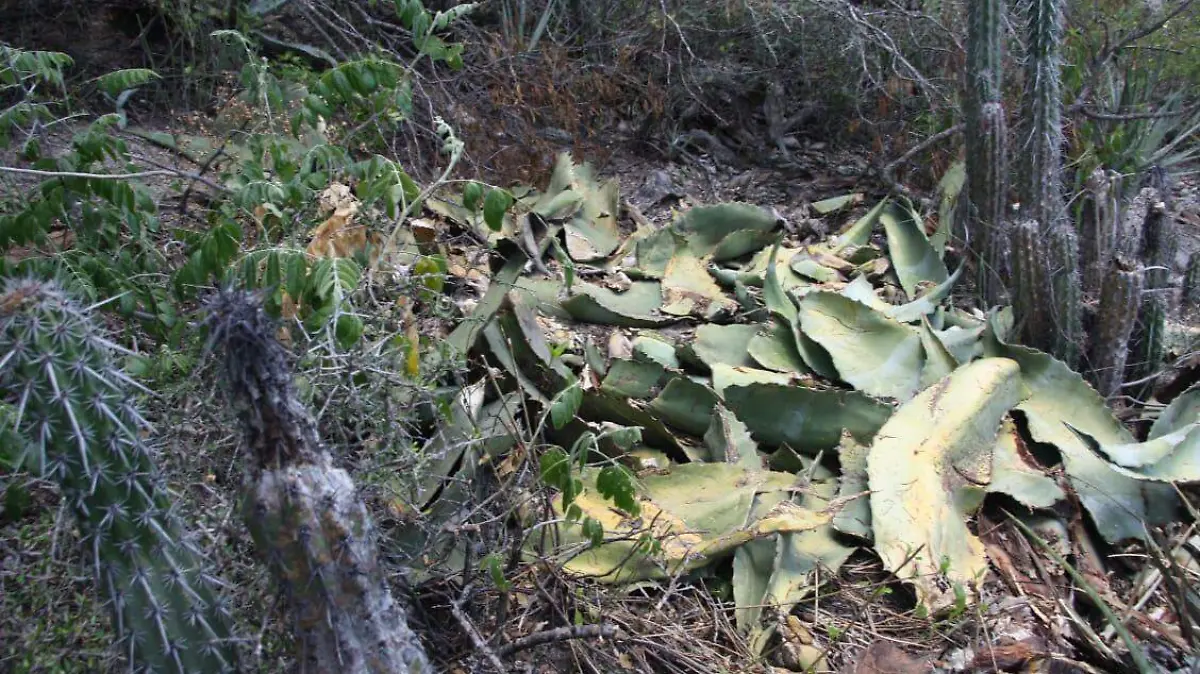 existe evidencia de depredación de la flora en la reserva de la biosfera