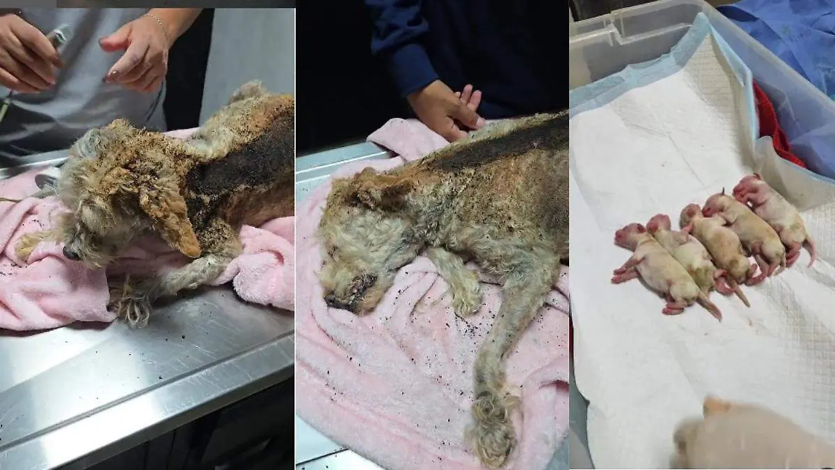 Cereza y sus cachorros luchan por su vida tras la explosión en Iztapalapa