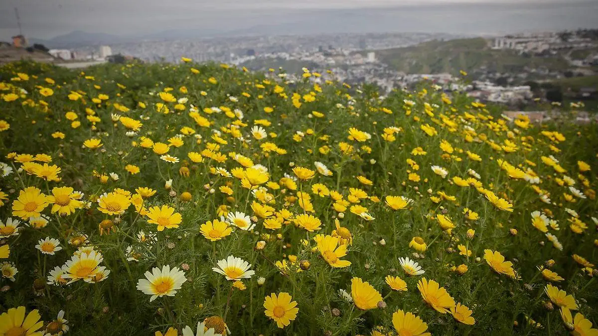 922653_Flores Primavera Tijuana_impreso