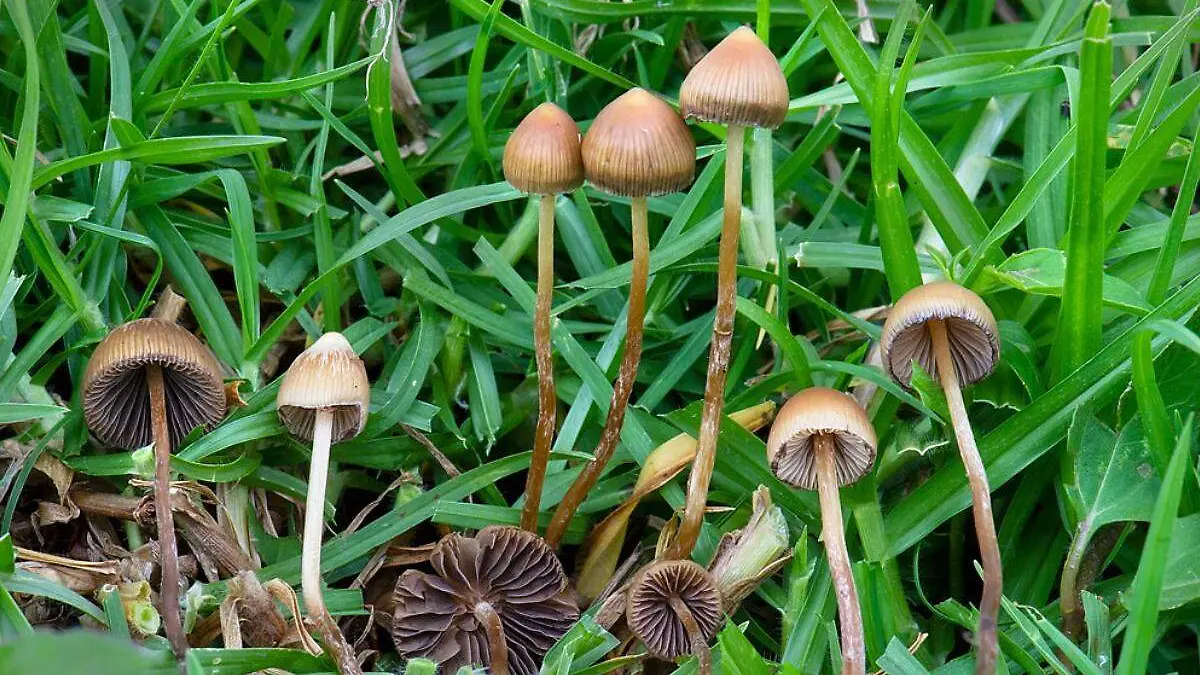 hongos en la naturaleza