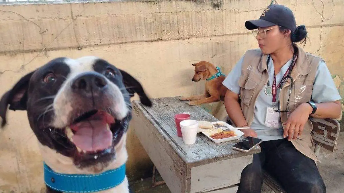 Animales reciben atencion medica en la Sierra Norte