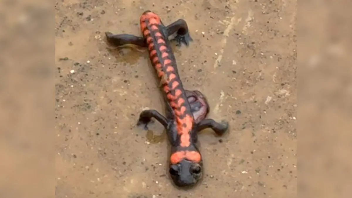 salamandra de fuego en Zoquitlan
