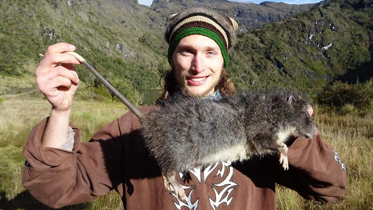 rata lanuda gigante