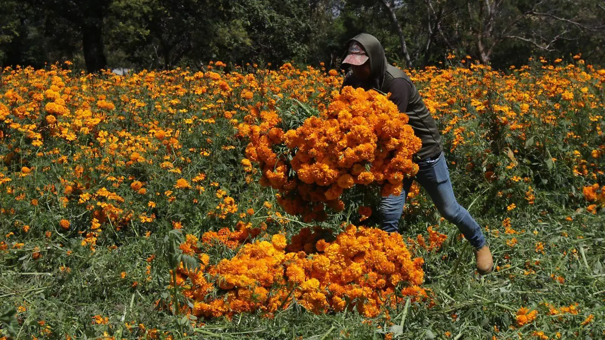 WhatsApp Image 2025-10-29 at 16.10.46