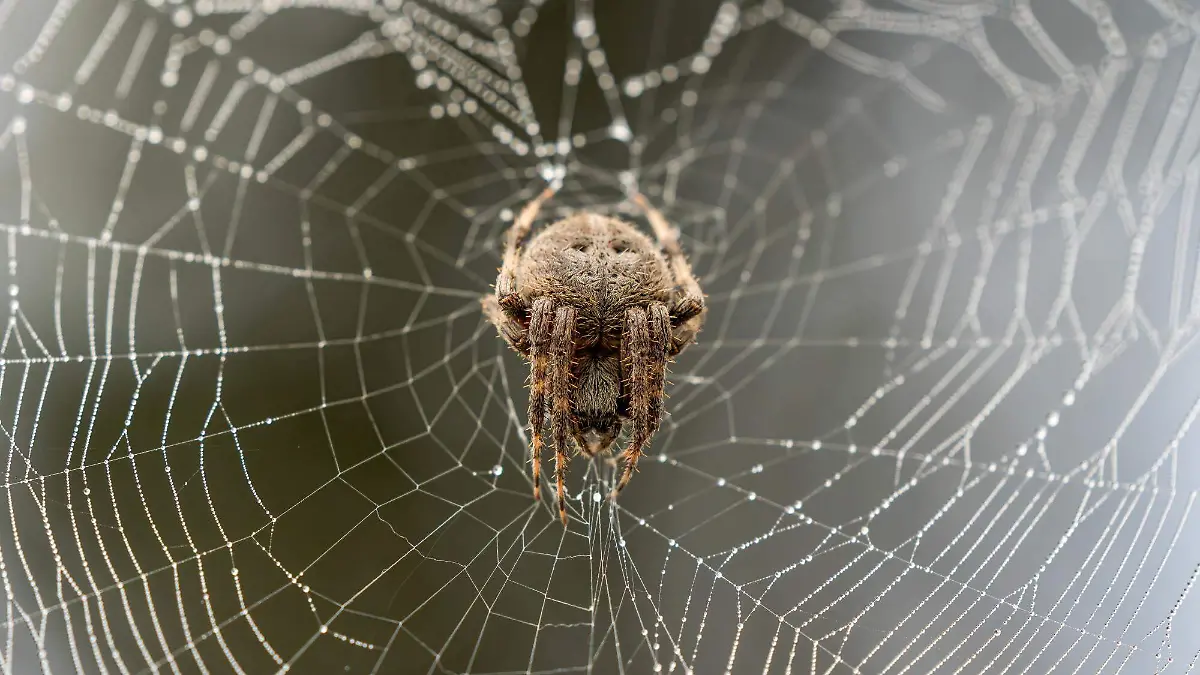Qué ocultan los dibujos en las telarañas