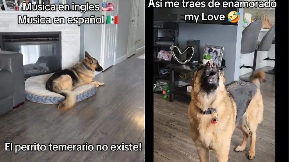 La escena provocó una ola de ternura en TikTok