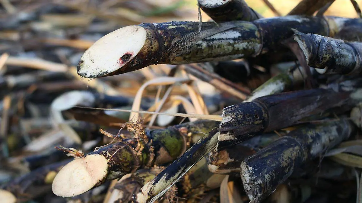 El precio de la caña bajó de mil 400 a mil 100 pesos por tonelada