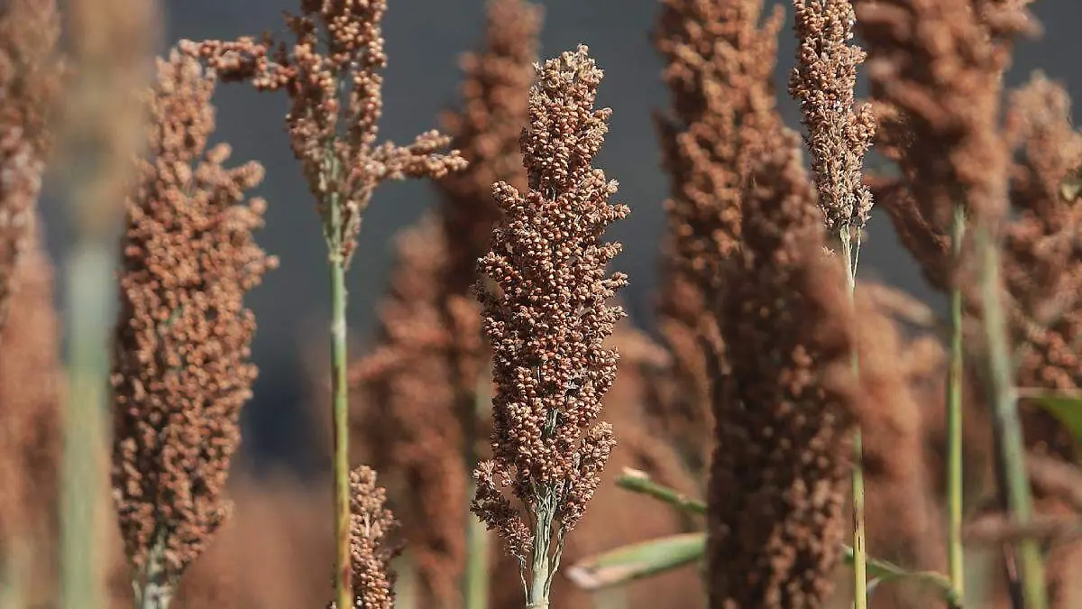 productores de sorgo en Puebla4