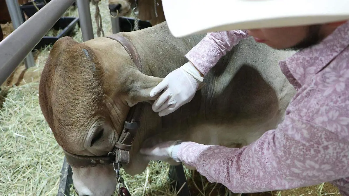 ganado es revisado ante presencia de gusano barrenador