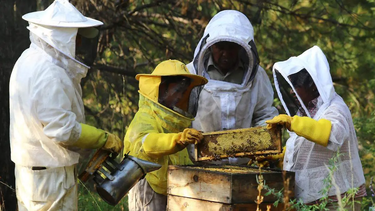 Apicultores de Xalitzintla