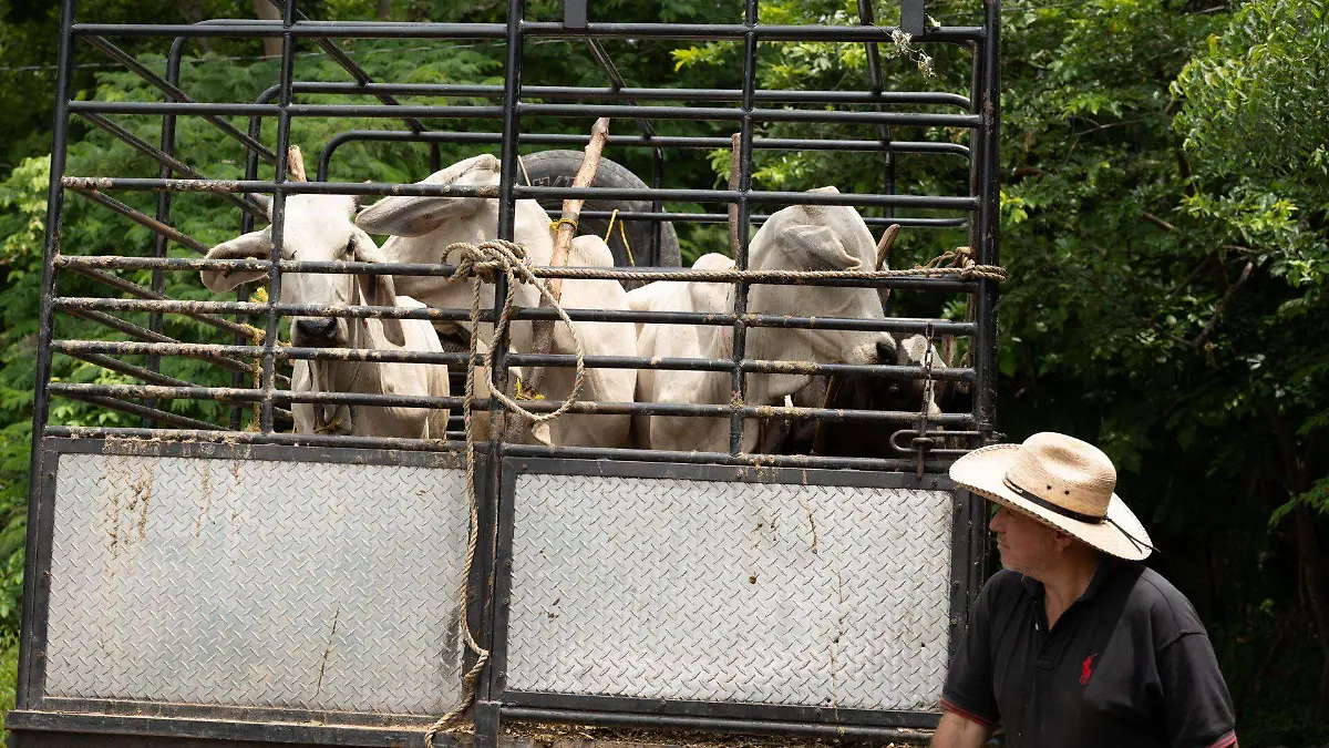 1039638_Gusano Barrenador Cintalapa_web