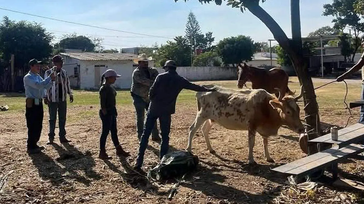 alerta en la mixteca por gusano barrenador 