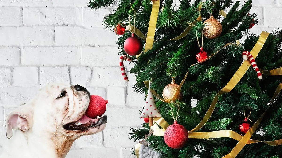 Entre el brillo de las luces, las texturas de los adornos y el movimiento de las esferas, el árbol se vuelve un imán
