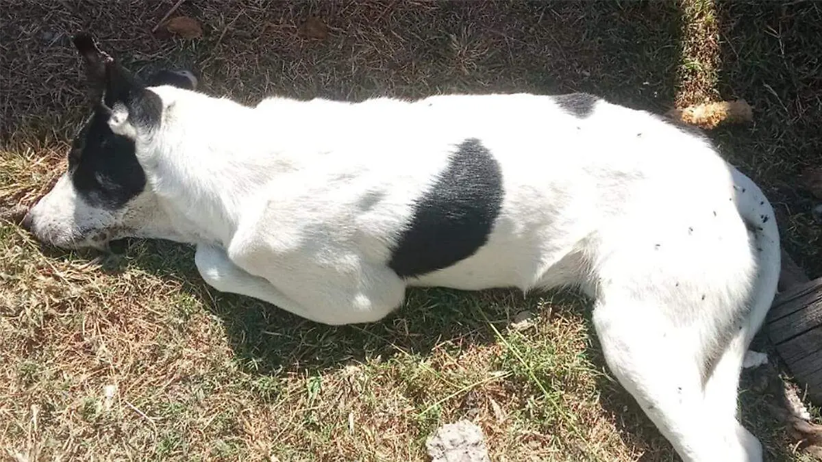 Los casos de envenenamiento no son nuevos en el municipio