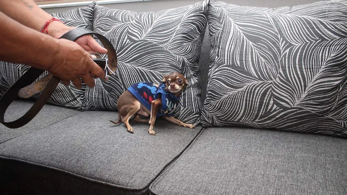 FOTO CONCEPTUAL MALTRATO ANIMAL JULIOCM 181020 009