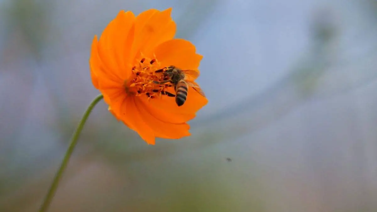 abeja en una flor