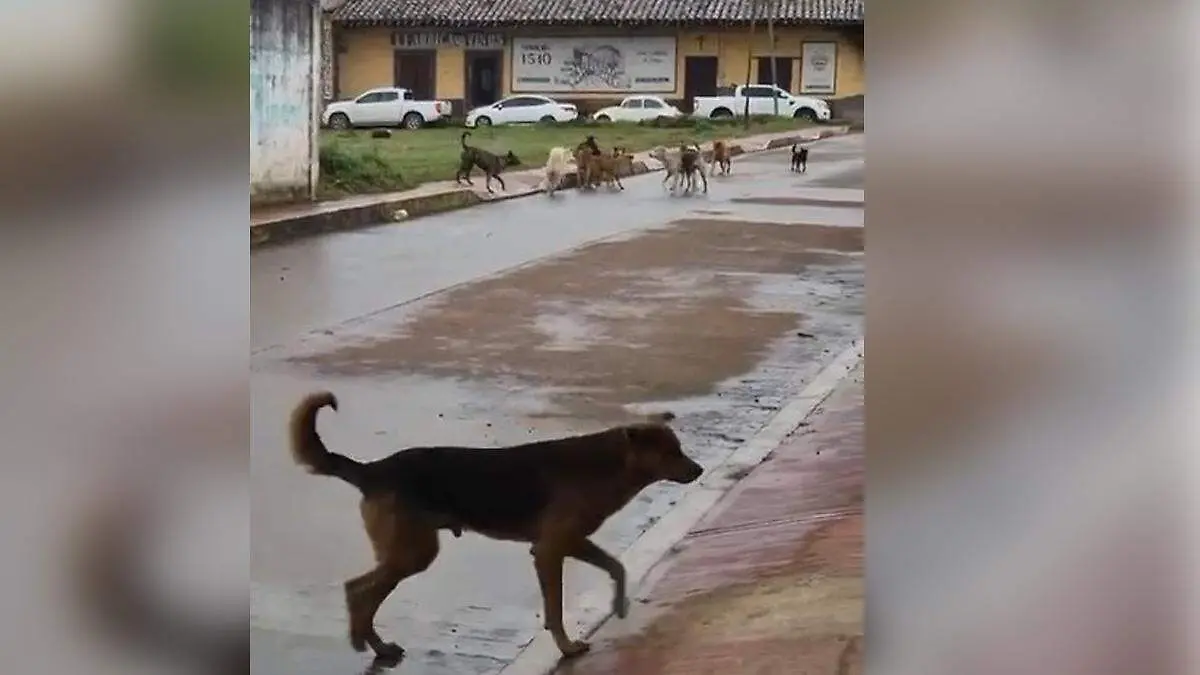 perros jauria zacatlan