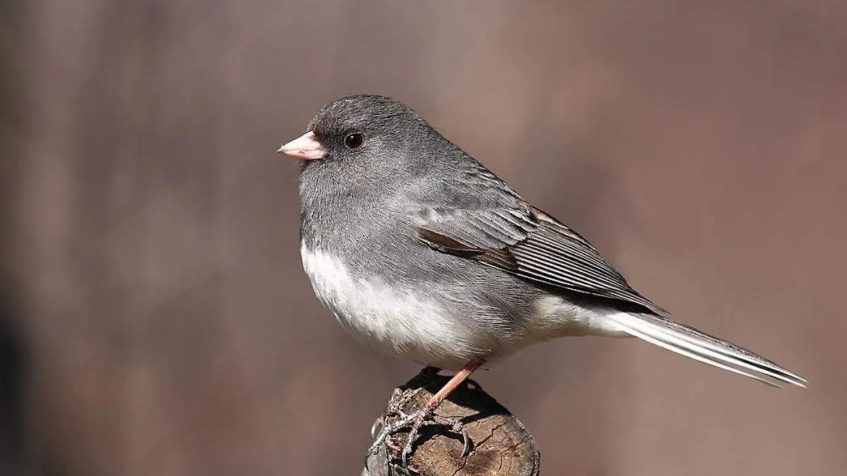 junco ave urbana con presencia en norteamerica1